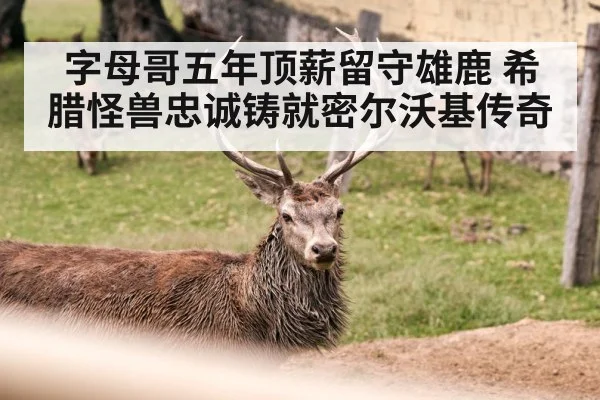 字母哥五年顶薪留守雄鹿 希腊怪兽忠诚铸就密尔沃基传奇